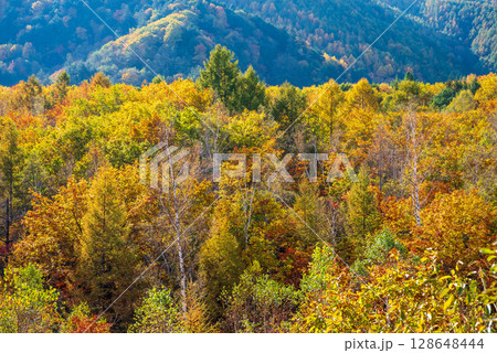 【秋の乗鞍高原】一の瀬園地周辺の紅葉 128648444