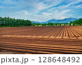十勝地方の防風林と畑 128648492