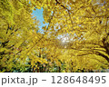 紅葉 128648495