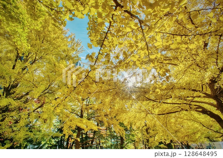 紅葉 紅葉 128648495