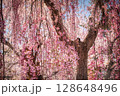 枝垂桜 128648496