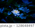 睡蓮 128648497