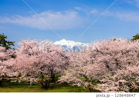 青森県北津軽郡板柳町　岩木川河川公園　満開のソメイヨシノ桜並木と残雪の岩木山 128648647