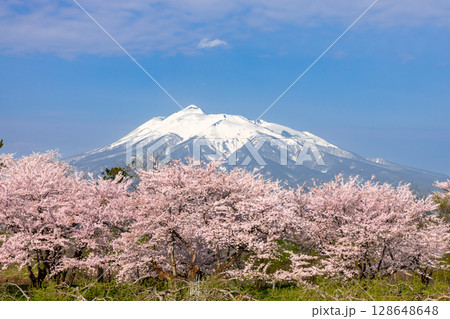 青森県北津軽郡板柳町　岩木川河川公園　満開のソメイヨシノ桜並木と残雪の岩木山 128648648