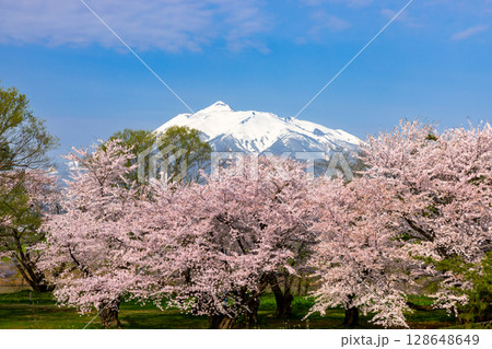 青森県北津軽郡板柳町　岩木川河川公園　満開のソメイヨシノ桜並木と残雪の岩木山 128648649