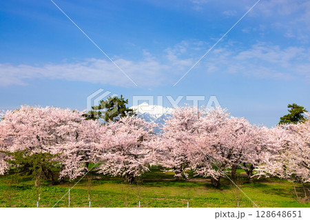 青森県北津軽郡板柳町　岩木川河川公園　満開のソメイヨシノ桜並木と残雪の岩木山 128648651