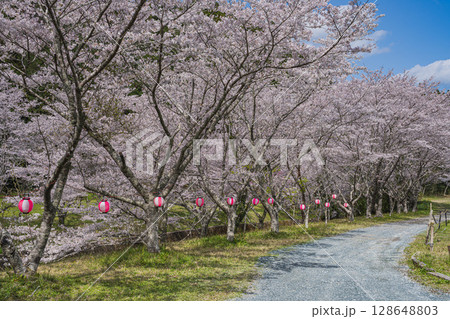 磐田市の獅子ヶ鼻公園の敷地川沿いの桜の風景(静岡県) 128648803
