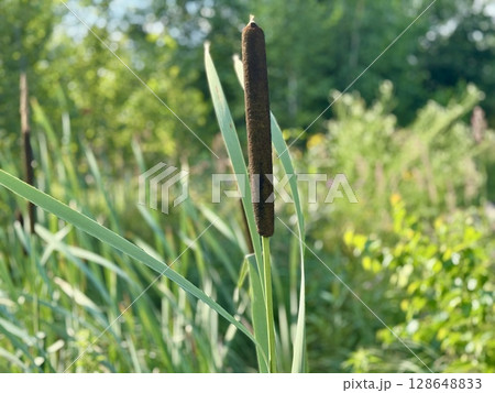 reeds on the river in summer. High quality photo 128648833