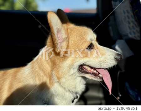 A red-haired happy corgi is traveling in the car. High quality photo A red-haired happy corgi is traveling in the car. High quality photo 128648851