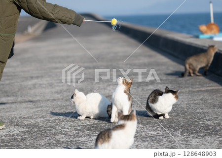 ネコと遊ぶ 128648903