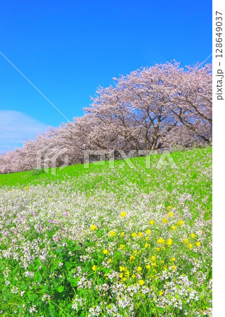満開の桜並木と菜の花畑(春爛漫イメージ・縦構図) 満開の桜並木と菜の花畑(春爛漫イメージ・縦構図) 128649037