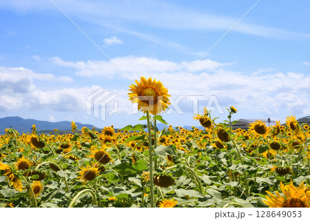 ヒマワリ、ひまわり、向日葵 128649053