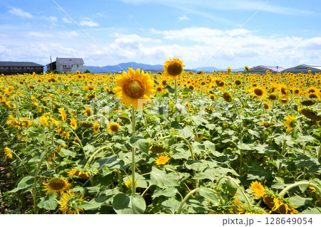 ヒマワリ、ひまわり、向日葵 128649054