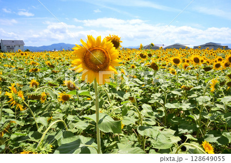 ヒマワリ、ひまわり、向日葵 128649055