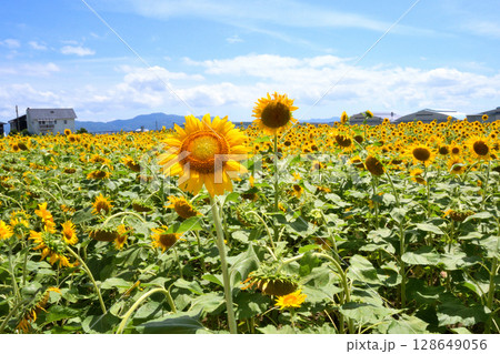 ヒマワリ、ひまわり、向日葵 128649056