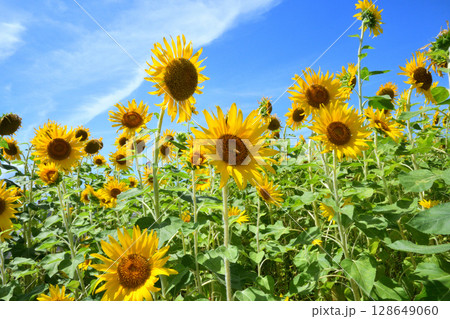 ヒマワリ、ひまわり、向日葵 ヒマワリ、ひまわり、向日葵 128649060
