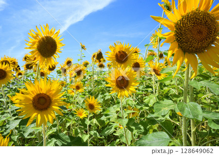 ヒマワリ、ひまわり、向日葵 ヒマワリ、ひまわり、向日葵 128649062