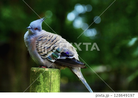 愛らしく首を傾げるレンジャクバト 128649197
