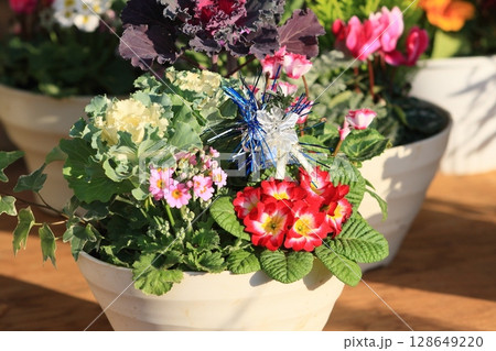 葉ボタンとシクラメンの寄せ植え　クリスマスフラワー 128649220