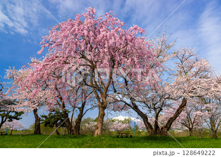青森県北津軽郡板柳町 岩木川河川公園 満開のソメイヨシノ桜並木やベニシダレザクラと残雪の岩木山 青森県北津軽郡板柳町 岩木川河川公園 満開のソメイヨシノ桜並木やベニシダレザクラと残雪の岩木山 128649222