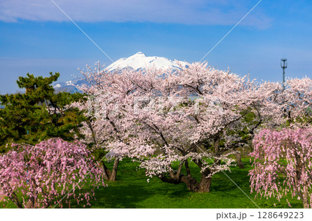 青森県北津軽郡板柳町　岩木川河川公園　満開のソメイヨシノ桜並木やベニシダレザクラと残雪の岩木山 128649223