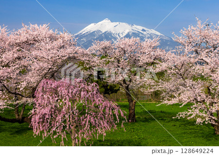 青森県北津軽郡板柳町　岩木川河川公園　満開のソメイヨシノ桜並木やベニシダレザクラと残雪の岩木山 128649224