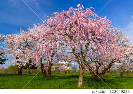 青森県北津軽郡板柳町 岩木川河川公園 満開のソメイヨシノ桜並木やベニシダレザクラと残雪の岩木山 青森県北津軽郡板柳町 岩木川河川公園 満開のソメイヨシノ桜並木やベニシダレザクラと残雪の岩木山 128649226
