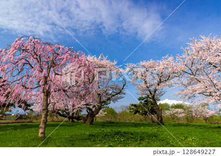 青森県北津軽郡板柳町　岩木川河川公園　満開のソメイヨシノ桜並木やベニシダレザクラと残雪の岩木山 128649227