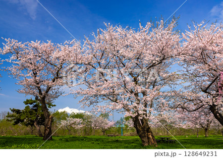 青森県北津軽郡板柳町 岩木川河川公園 満開のソメイヨシノ桜並木と残雪の岩木山 青森県北津軽郡板柳町 岩木川河川公園 満開のソメイヨシノ桜並木と残雪の岩木山 128649231