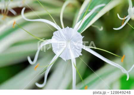 Beach Spider Lily, Giant lily or Hymenocallis littoralis or Hymenocallis littoralis Salisb or Spider lily or amaryllidaceae or white flower 128649248