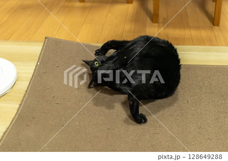 黒猫 黒猫 128649288