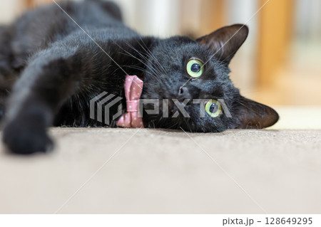 黒猫 黒猫 128649295