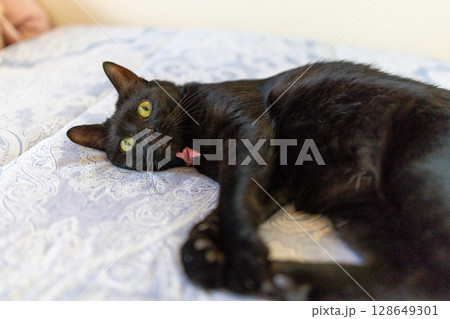 黒猫 128649301