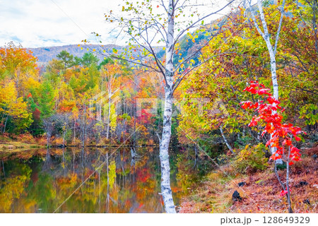 【秋の乗鞍高原】「まいめの池」の紅葉 128649329