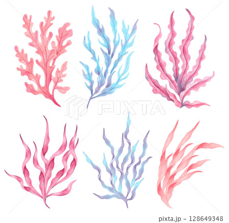 Set of colorful seaweeds. Watercolor illustration. Oceanic botanical underwater algae. Hand drawn isolated art. Natural form of marine flora. Clip art of plants for travel, tourism, children's design Set of colorful seaweeds. Watercolor illustration. Oceanic botanical underwater algae. Hand drawn isolated art. Natural form of marine flora. Clip art of plants for travel, tourism, children's design 128649348