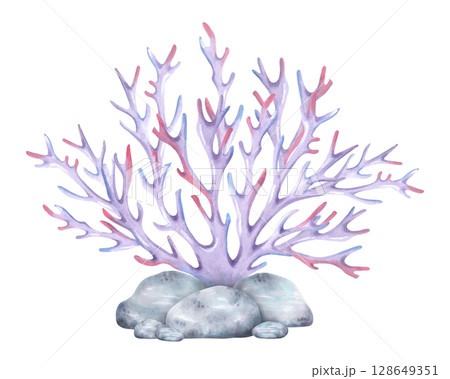 Branched coral with sea stones. Watercolor and marker illustrations. Composition with underwater animal and pebbles. Hand-painted isolated art. Suitable for of marine themes and design, guidebooks 128649351