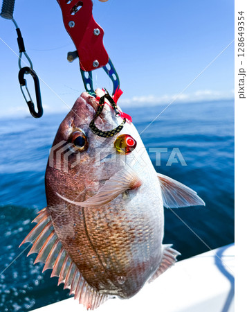 日本の瀬戸内海で釣りあげた鯛　タイラバ仕掛け 128649354