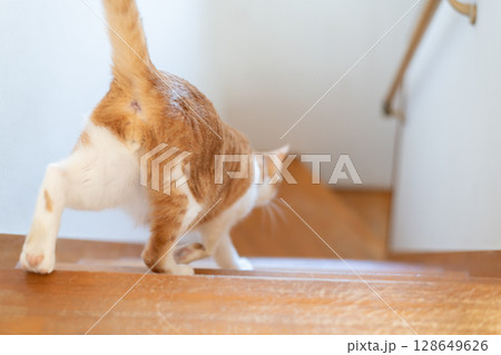 階段を下りる猫 茶トラ白 階段を下りる猫 茶トラ白 128649626