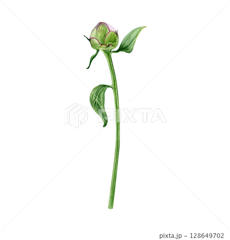 Watercolor of pink peony bud with leaves. Hand-painted flower on a white background. Good for postcards, invitations, greeting cards Watercolor of pink peony bud with leaves. Hand-painted flower on a white background. Good for postcards, invitations, greeting cards 128649702