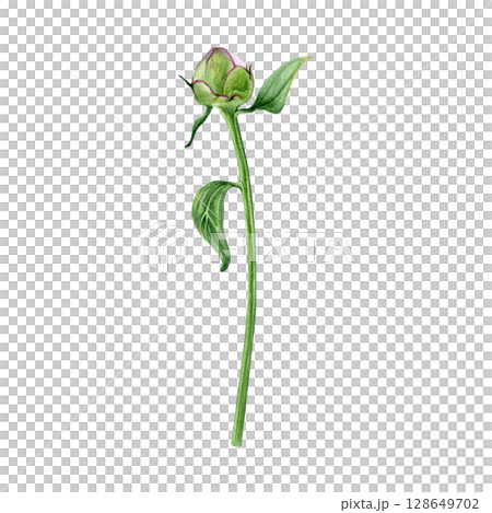 Watercolor of pink peony bud with leaves. Hand-painted flower on a white background. Good for postcards, invitations, greeting cards Watercolor of pink peony bud with leaves. Hand-painted flower on a white background. Good for postcards, invitations, greeting cards 128649702