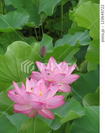 蓮の花に集まるミツバチ 蓮の花に集まるミツバチ 128649722
