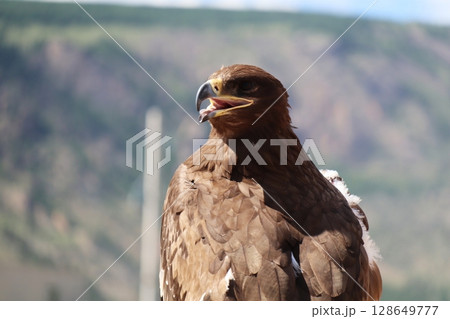 鷹狩用イヌワシ 鷹狩用イヌワシ 128649777