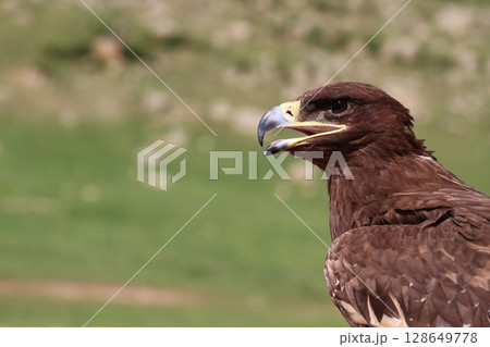 獲物を睨むイヌワシ 獲物を睨むイヌワシ 128649778