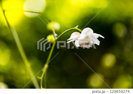 埼玉県所沢市　多聞院レンゲショウマ 128650274