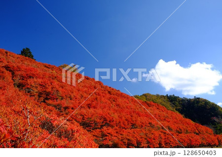 真赤な紅葉と青い空と白い雲　【相模原市津久井　11月】 128650403