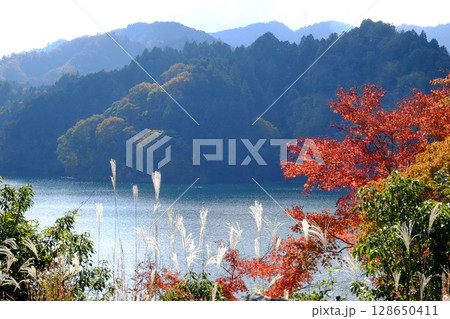 晩秋の宮ケ瀬湖畔の紅葉 【相模原市津久井 11月】 晩秋の宮ケ瀬湖畔の紅葉 【相模原市津久井 11月】 128650411