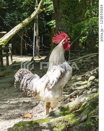 神域に響く一声 ― 鳴き声高らかな神鶏 神域に響く一声 ― 鳴き声高らかな神鶏 128650884