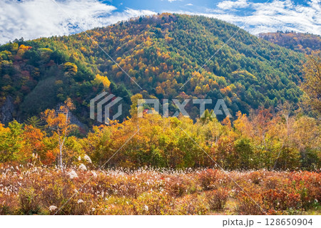 【秋の乗鞍高原】一の瀬園地周辺の紅葉 128650904