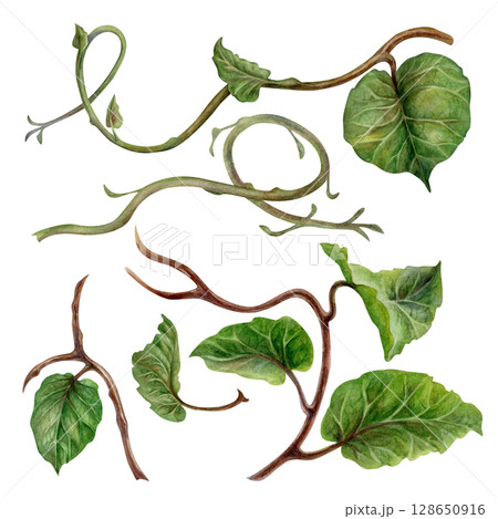 Realistic curved plant branches with green leaves. Watercolor hand drawn botanical clipart of tropical kiwi branches for natural design jams, preserves, drinks, healthy food, textile, wrapping paper. 128650916