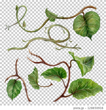 Realistic curved plant branches with green leaves. Watercolor hand drawn botanical clipart of tropical kiwi branches for natural design jams, preserves, drinks, healthy food, textile, wrapping paper. 128650916